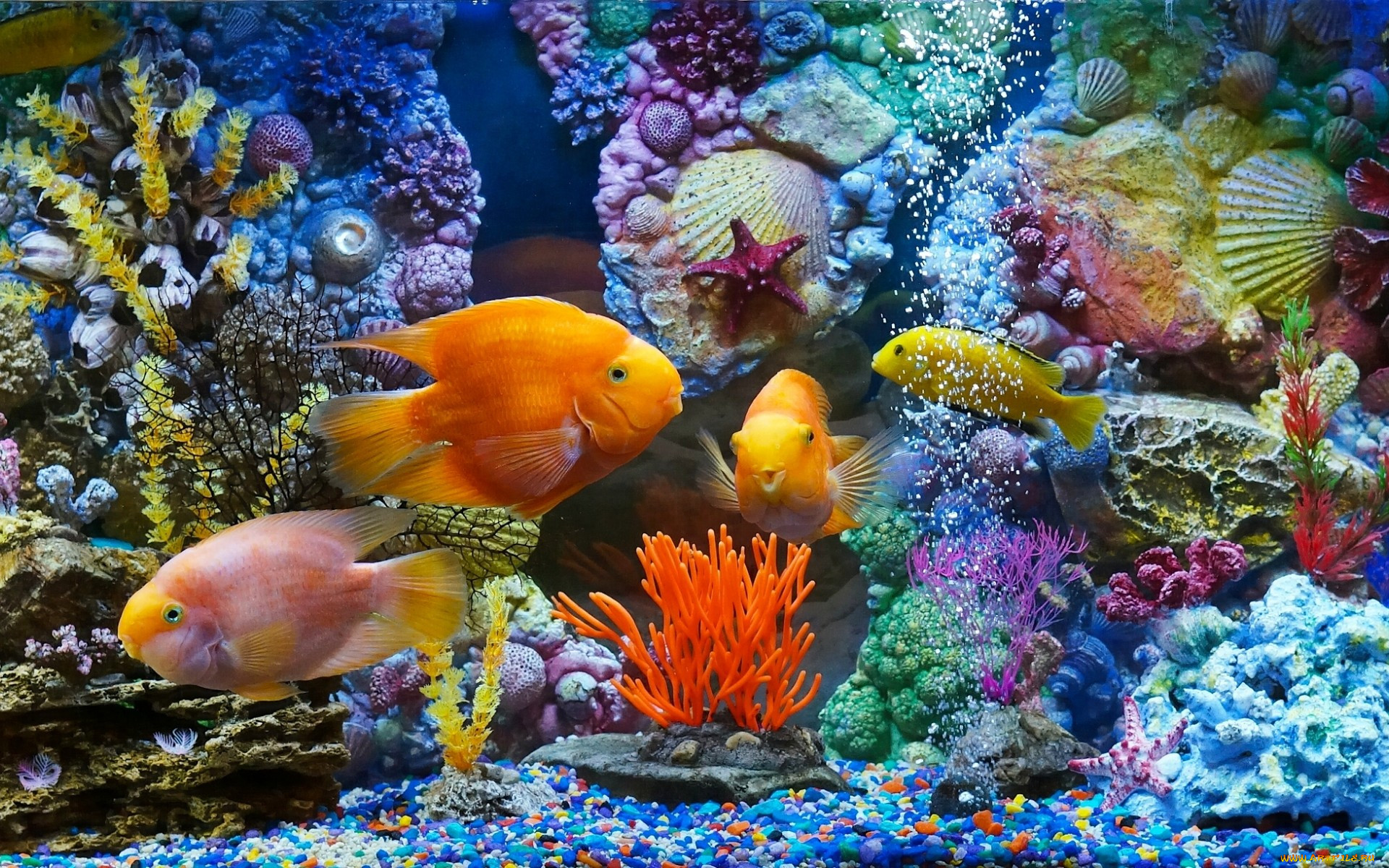 Рыбки для аквариума